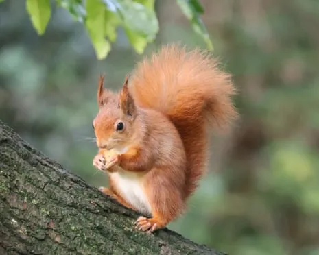 Native Red Squirrels Prospering on Isle of Wight with Opportunity to Grow Significantly, Study Reveals